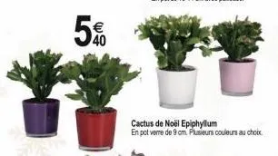 40  cactus de noël epiphyllum en pot verre de 9 cm. plusieurs couleurs au choix 