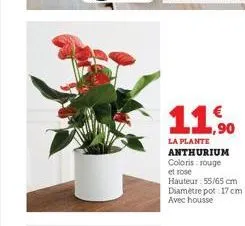 11.⁹0  la plante anthurium coloris: rouge et rose  hauteur: 55/65 cm diamètre pot: 17 cm avec housse 