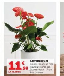 ANTHURIUM Coloris rouge et rose Hauteur 55/65 cm Diamètre pot: 17 cm Avec housse  11.90  LA PLANTE 