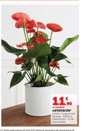 11,90  LA PLANTE ANTHURIUM  Coloris: rouge et rose Hauteur: 55/65 cm Diamètre pot: 17 cm Avec housse 