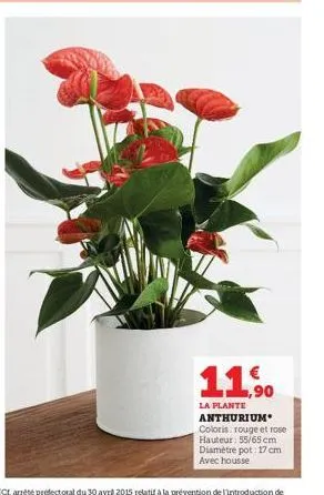 11,90  la plante anthurium  coloris: rouge et rose hauteur: 55/65 cm diamètre pot: 17 cm avec housse 