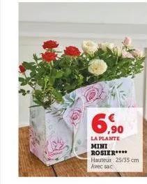 69  la plante mini rosier**** hauteur 25/35 cm  avec sac 