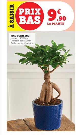 ficus ginseng 