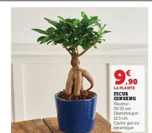 ficus ginseng 