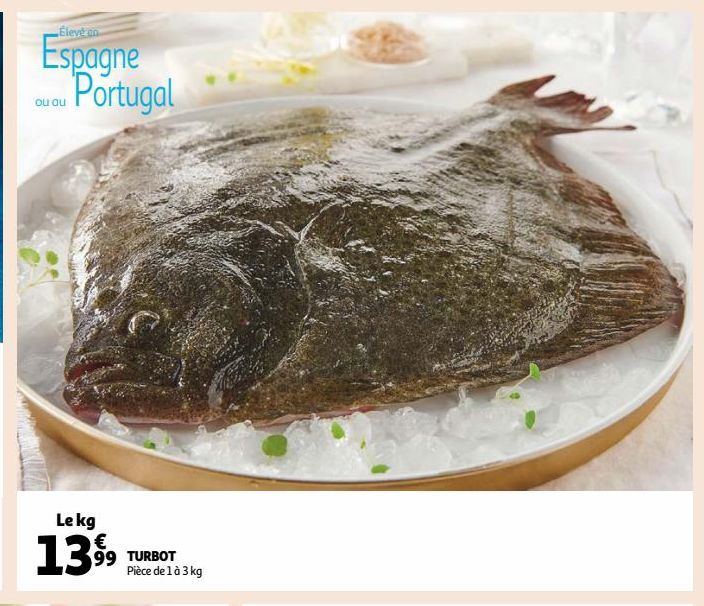 TURBOT