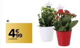 4.99  La plante 