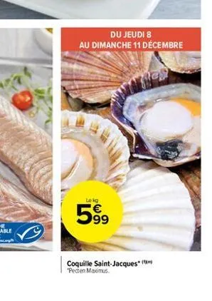 du jeudi 8  au dimanche 11 décembre  lokg  5%  5⁹9  coquille saint-jacques (  "pecten maximus. 