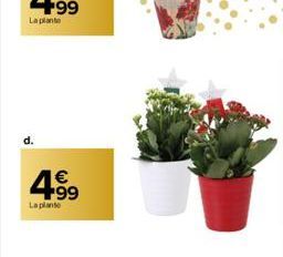 4.99  La plante 