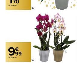 999  €  La plante  d. 