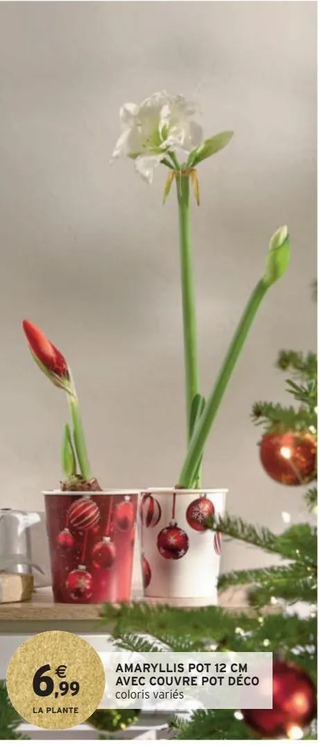 amaryllis pot 12 cm avec couvre pot déco