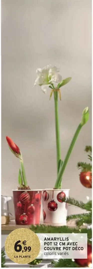 amaryllis pot 12 cm avec couvre pot déco