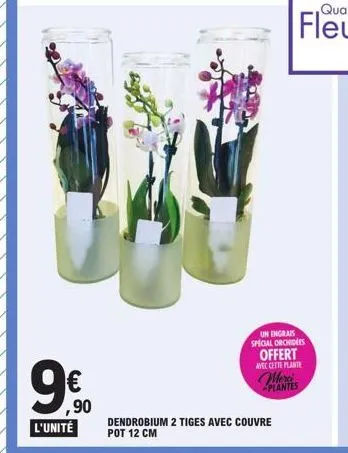 ,90  l'unité  un engrais special orchidees offert  avec cette plante  merci plantes  dendrobium 2 tiges avec couvre pot 12 cm 