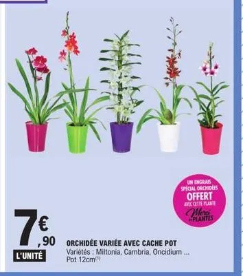 7.50  €  ,90  l'unité  un engrais  special orchidees offert avec cette plante  merci plantes  orchidée variée avec cache pot variétés: miltonia, cambria, oncidium... pot 12cm) 