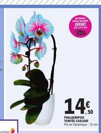 UN ENGRAIS SPECIAL ORCHIDEES OFFERT  AVEC CETTE PLANTE  Merci PLANTES  14,50  PHALAENOPSIS TEINTÉE CASCADE Pot en Céramique: 12 cm 