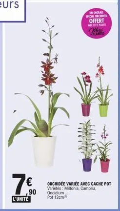 7€  ,90  l'unité  unengrais  spicial orches offert  vetplan  merci -plantes  orchidee variée avec cache pot variétés: miltonia, cambria, oncidium... pot 12cm 