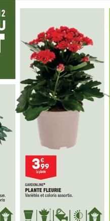 3,99  Lala  GARDENLINE  PLANTE FLEURIE Variétés et coloris assortis. 