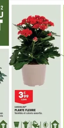3,99  lala  gardenline  plante fleurie variétés et coloris assortis. 
