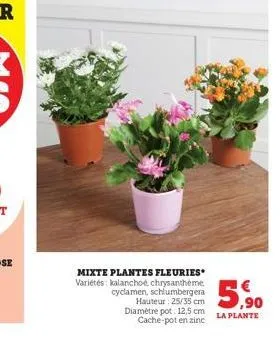 mixte plantes fleuries* variétés: kalanchoe, chrysantheme cyclamen, schlumbergera  hauteur: 25/35 cm diamètre pot: 12,5 cm cache-pot en zinc  5,⁹0  la plante 