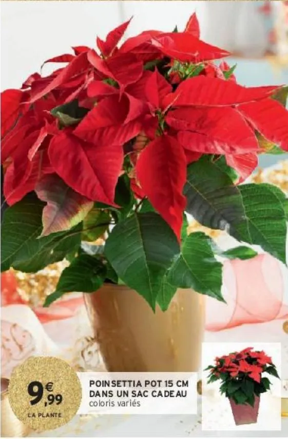 poinsettia pot 15 cm dans un sac cadeau