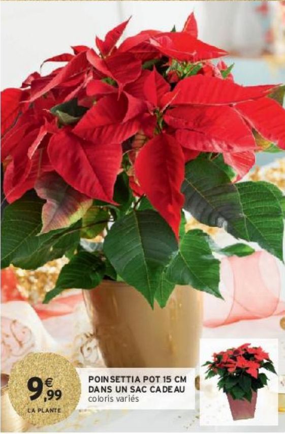 POINSETTIA POT 15 CM DANS UN SAC CADEAU