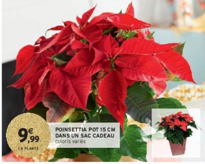 POINSETTIA POT 15 CM DANS UN SAC CADEAU