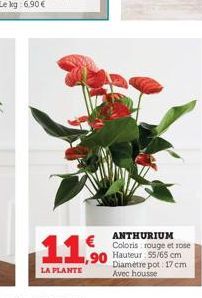 ANTHURIUM  €Coloris: rouge et rose 90 Hauteur 55/65 cm  Diamètre pot: 17 cm Avec housse  11%  LA PLANTE 