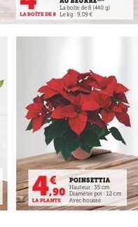 poinsettia 