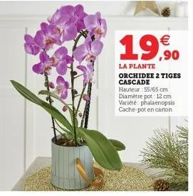 €  19,90  la plante orchidee 2 tiges cascade  hauteur: 55/65 cm diamètre pot: 12 cm variété: phalaenopsis  cache-pot en carton 