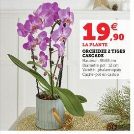 €  19,90  LA PLANTE ORCHIDEE 2 TIGES CASCADE  Hauteur: 55/65 cm Diamètre pot: 12 cm Variété: phalaenopsis  Cache-pot en carton 