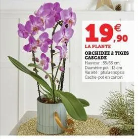 €  19,90  la plante orchidee 2 tiges cascade  hauteur: 55/65 cm diamètre pot: 12 cm variété: phalaenopsis  cache-pot en carton 