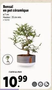 bonsaï  en pot céramique  @7cm hauteur: 35 cm min. 14670  l'unité au choix  99  10.⁹⁹ 