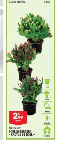 299  lapla  gardenline  schlumbergera  * cactus de noël  9cm  22 cm  moden  6-abre 