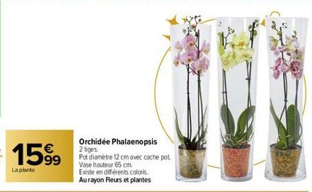 1599  La plante  Orchidée Phalaenopsis 2 tiges.  Pot diamètre 12 cm avec cache pot Vase hauteur 65 cm  Existe en différents coloris.  Au rayon Fleurs et plantes 