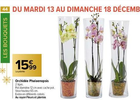 44 DU MARDI 13 AU DIMANCHE 18 DÉCEMBRE  LES BOUQUETS  1599  La plante  Orchidée Phalaenopsis 2 tiges.  Pot diamètre 12 cm avec cache pot.  Vase hauteur 65 cm.  Existe en différents coloris. Au rayon F