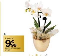 b.  A partir de  999  La mini phalaenopsis  2 tiges 