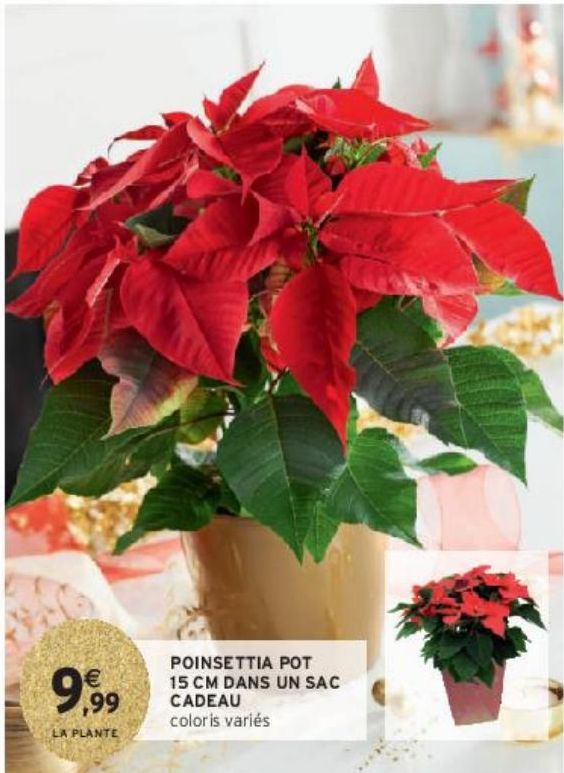 POINSETTIA POT 15 CM DANS UN SAC CADEAU