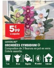 599  7cm  GARDENLINE  ORCHIDÉES CYMBIDIUM Composition de 3 fleurons en pot en verre. Coloris assortis.  Regular Miembre 