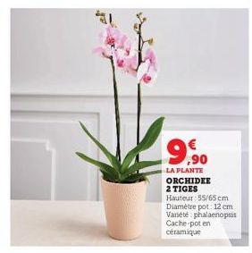 9,90  €  LA PLANTE ORCHIDEE 2 TIGES  Hauteur: 55/65 cm  Diamètre pot: 12 cm Variété phalaenopsis Cache-pot en céramique 