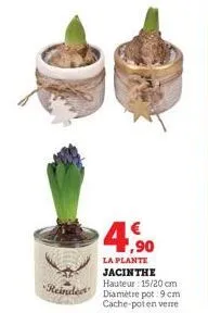 4,⁹0  la plante jacinthe hauteur: 15/20 cm  reinde diamètre pot: 9 cm cache-pot en verre  