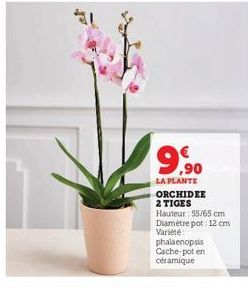 9.⁹0  LA PLANTE ORCHIDEE 2 TIGES Hauteur : 55/65 cm Diamètre pot: 12 cm  Variété:  phalaenopsis Cache-pot en céramique 
