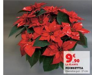 9,⁹⁰  LA PLANTE POINSETTIA Diamètre pot 17 cm 