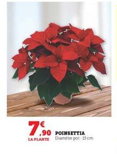 poinsettia 