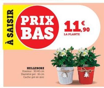 À SAISIR  PRIX BAS  HELLEBORE Hauteur: 30/40 cm Diamètre pot: 16 cm Cache-pot en zinc  LA PLANTE  ,90  BEY 