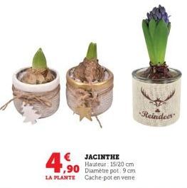 €  4,90  JACINTHE Hauteur: 15/20 cm  ,90 Diamètre pot: 9 cm  LA PLANTE Cache-pot en verre  Reindeer 