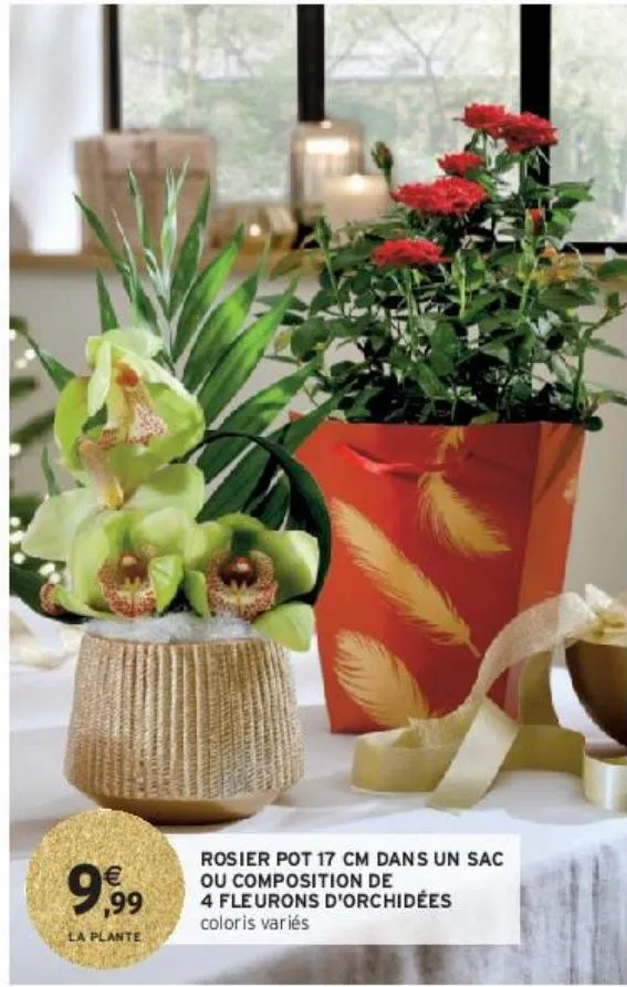 rosier pot 17 cm dans un sac ou composition de 4 fleurons d'orchidées