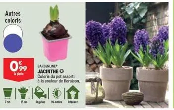 autres coloris  099  la plat  7cm  15cm  gardenline jacinthe o coloris du pot assorti  à la couleur de floraison.  1-be 