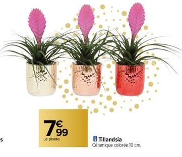 € 99  La plante  8 Tillandsia  Céramique colorée 10 cm. 