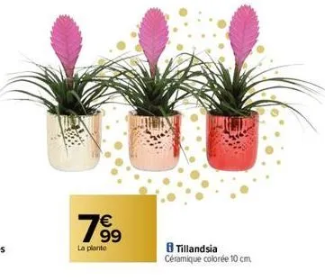 € 99  la plante  8 tillandsia  céramique colorée 10 cm. 