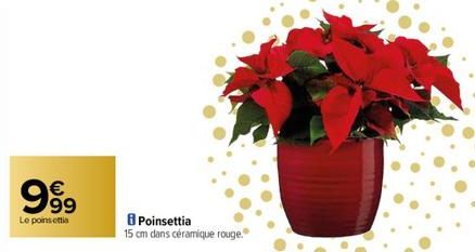 poinsettia 