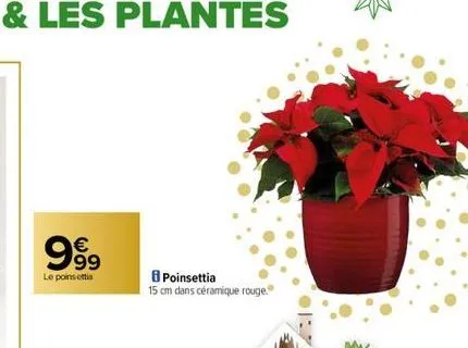 poinsettia 